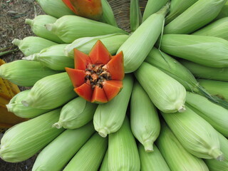 view of fresh half cut papaya fruit with corn for multipurpose use