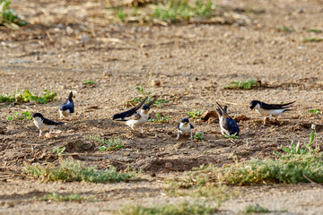House martin, Delichon urbicum, collecting mud for the nest, Xativa Spain