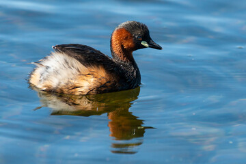 Grèbe castagneux,.Tachybaptus ruficollis, Little Grebe