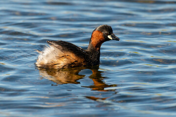 Grèbe castagneux,.Tachybaptus ruficollis, Little Grebe