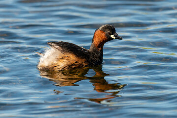 Grèbe castagneux,.Tachybaptus ruficollis, Little Grebe