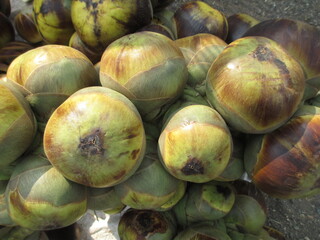 Ice apple or palm fruit or tadgola scenic view for multipurpose use