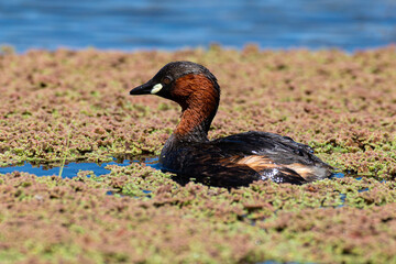 Grèbe castagneux,.Tachybaptus ruficollis, Little Grebe