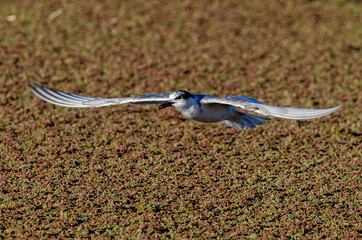 Obraz premium Guifette moustac,. Chlidonias hybrida, Whiskered Tern