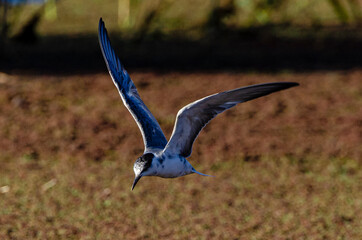 Guifette moustac,. Chlidonias hybrida,  Whiskered Tern