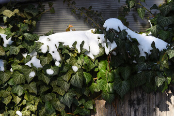 Dark green leaves of the plant are covered with snow in winter.