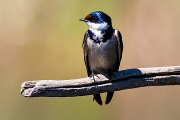 Hirondelle à gorge blanche,.Hirundo albigularis, White throated Swallow