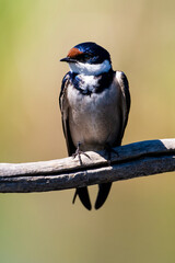 Hirondelle à gorge blanche,.Hirundo albigularis, White throated Swallow © JAG IMAGES