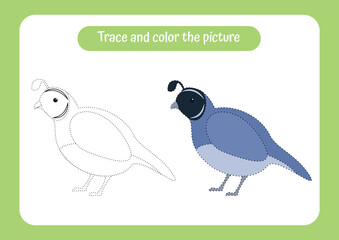Quail. Trace and color the picture. Educational game for children. Handwriting and drawing practice. Nature theme activity for toddlers, kids.