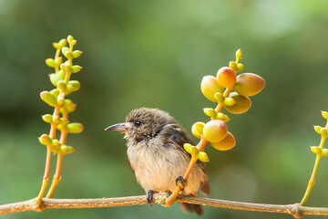 Little Bird and perch