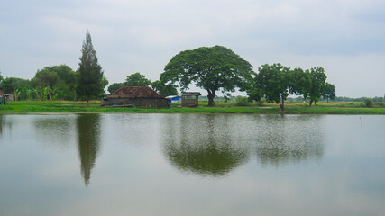Fototapeta premium Beautiful fish pond landscape trees and house with water reflection, Sidoarjo , East Java