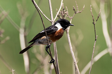 Tarier pâtre, Traquet pâtre, Saxicola rubicola,  European Stonechat, male