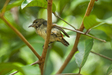 Little Bird and perch