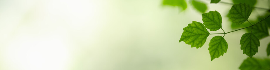 Nature of green leaf in garden at summer. Natural green leaves plants using as spring background cover page greenery environment ecology wallpaper