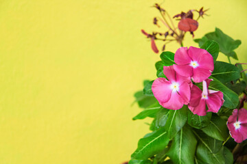 Petunia flowers against a colored wall