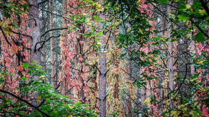 Beautiful view on forest near lake Naroch