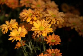 Selective focus bouquet of orange Chrysanthemum flowers blooming on dark background. Cut flowers.