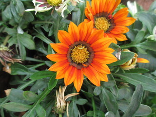 Scenic view of fresh colorful flowers and plants for multipurpose use