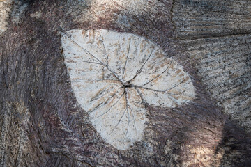 Close-up of modern leaf pattern design concrete floor. Use to decorate on the walkway in the...