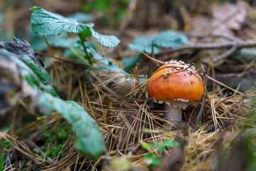 Beautiful view on forest near lake Naroch