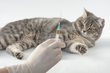 A hand in medical gloves holds a syringe. Out of focus. The gray tabby cat lies and looks at the syringe. Vaccination of pets. Caring for the health of pets. Soft focus. Horizontal photo,