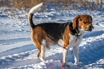 Beagle