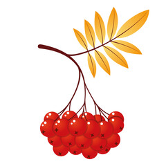 Rowan tree branch with leaves and berries. Vector illustration isolated on white background. Mountain ash summer design. Gradient fill. Bunch of mountain ash