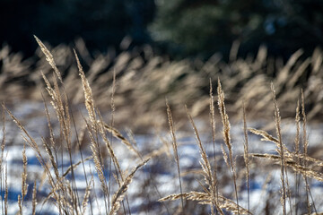 Fototapeta premium Gras