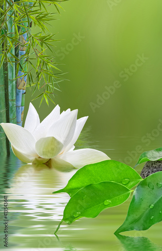 Composition Aquatique Zen Bambou Fleur Blanche De Lotus Et Feuilles De Ficus Benjamina Wall Mural Unclesam
