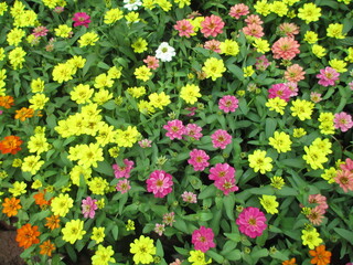 Obraz premium Scenic view of fresh colorful flowers and plants for multipurpose use