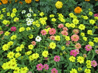 Obraz premium Scenic view of fresh colorful flowers and plants for multipurpose use