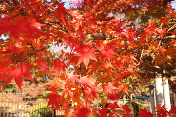 Autumn leaves in Japan
