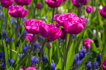 Close up of pink tulips and flowers