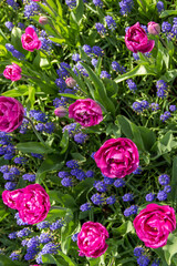 pink tulips and purple flowers on a field