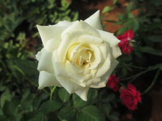scenic view of fresh colorful rose flowers and plants for multipurpose use