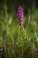 flowers in the field
