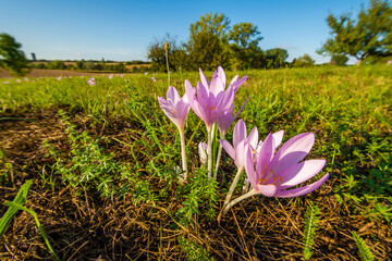 Blühende Herbstzeitlose - colchicum autumnale