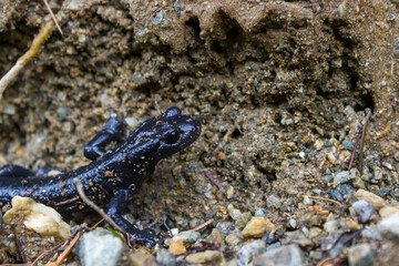 Alpine salamander (Salamandra atra) covered with dirt in the Austrian alps