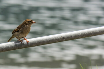 Fototapeta premium Female house sparrow (Passer domesticus) resting on a metal bar with blurred water background
