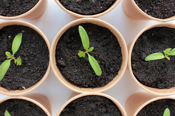 Cherry tomato plant seedling in brown organic pots on the white background. Growing vegetables indoors in the kitchen windowsill garden. Young sprouts in soil. Top view, copy space
