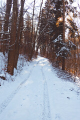 winter forest in the snow