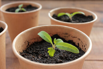 Cherry tomato plant seedling in brown organic pots on the white background. Growing vegetables indoors in the kitchen windowsill garden. Young sprouts in soil. Top view, copy space
