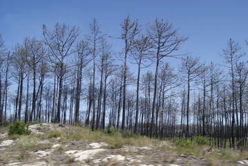 SONY DSC, fogo, natureza morta