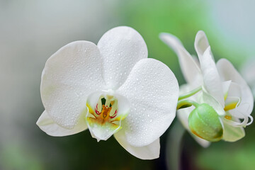 Closeup of a white phalaenopsis orchid with yellow and red center.