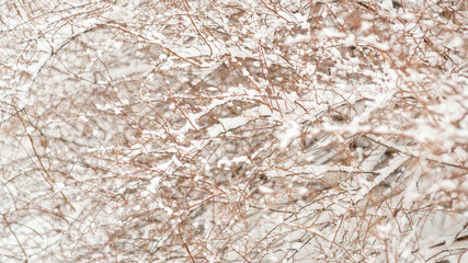 close up photo of bright white snow on trees and leaves. Brown and green bushes covered in snow in London, Canada