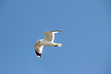 Fototapeta na wymiar Seagull flying against the background of blue sky, closeup on soaring white and black bird