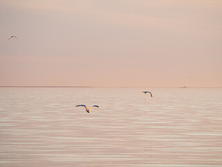 seagulls on the sea, midnight sun, Oulu, Finland