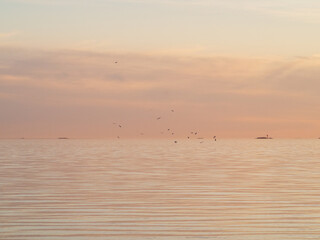 Fototapeta na wymiar seagulls on the sea, midnight sun, Oulu, Finland