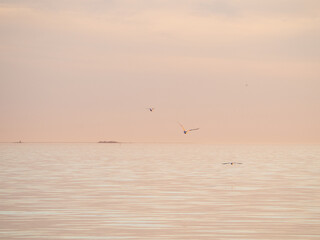 seagulls on the sea, midnight sun, Oulu, Finland