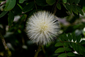 カリアンドラ ハエマトケファラ　Calliandra haematocephala (Albiflora) 　オオベニゴウカン（白花）